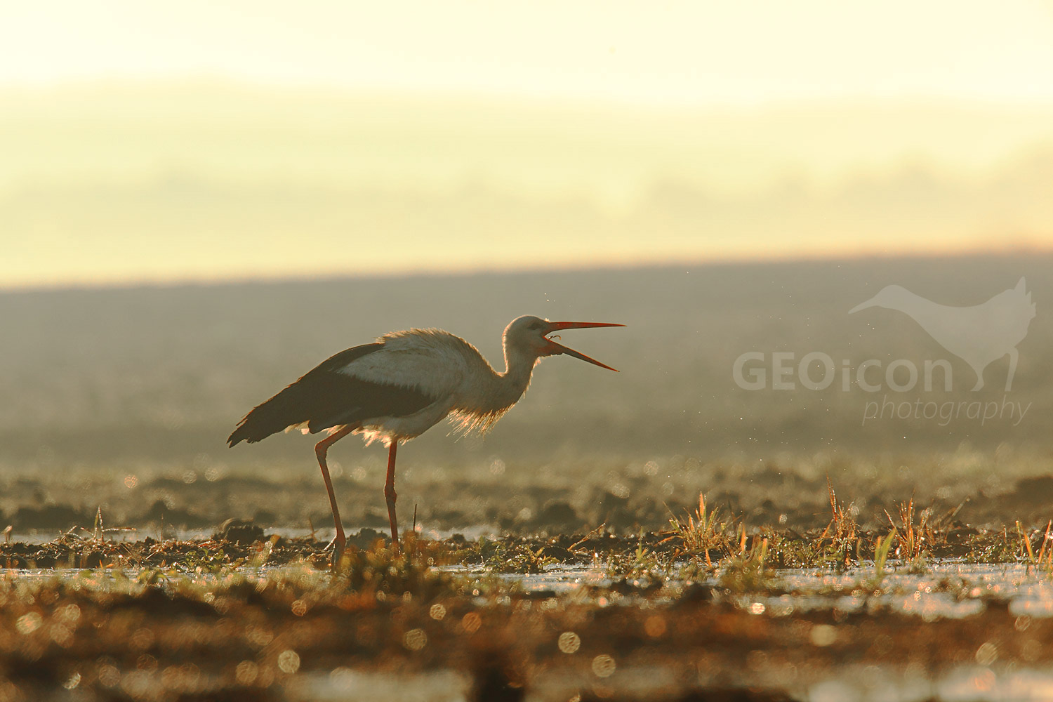 White Stork / čáp bílý (Ciconia ciconia)