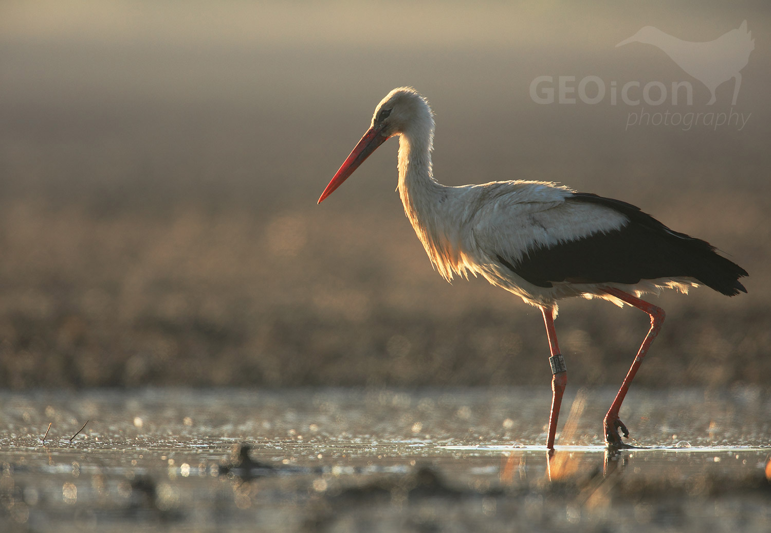 White Stork / čáp bílý (Ciconia ciconia)