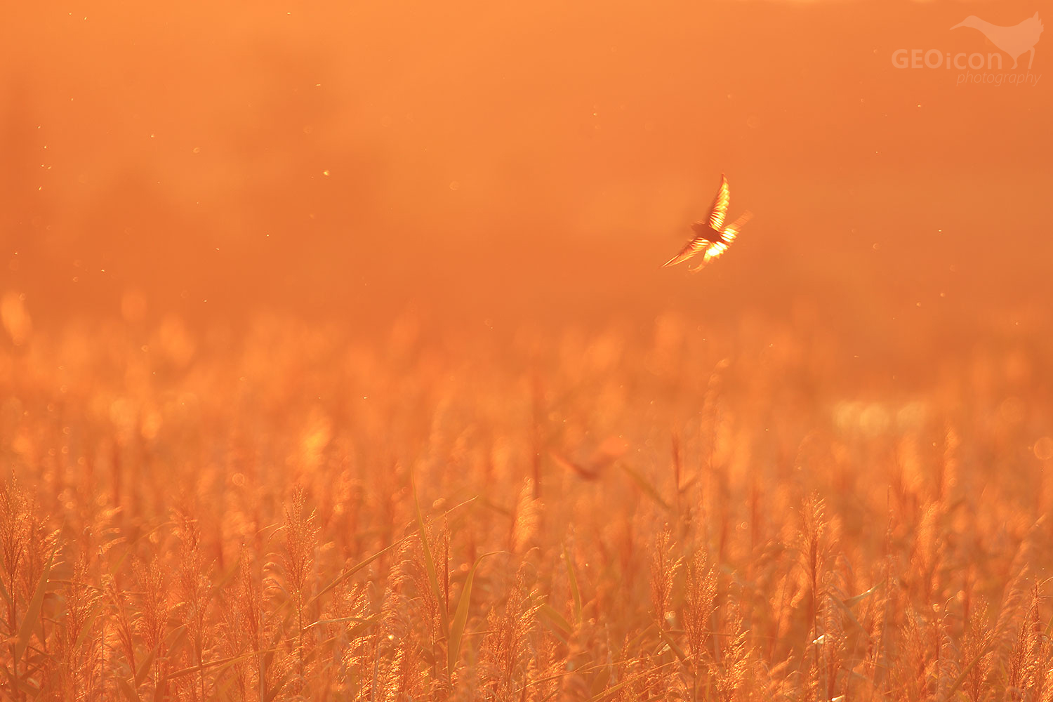 Barn swallow /vlaštovka obecná (Hirundo rustica)