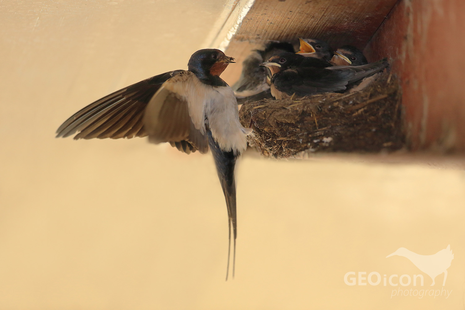 Barn swallow /vlaštovka obecná (Hirundo rustica)