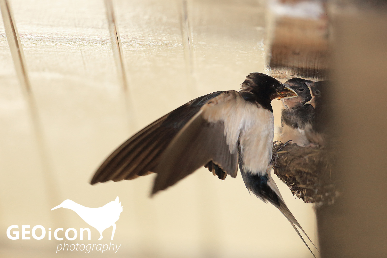 Barn swallow /vlaštovka obecná (Hirundo rustica)