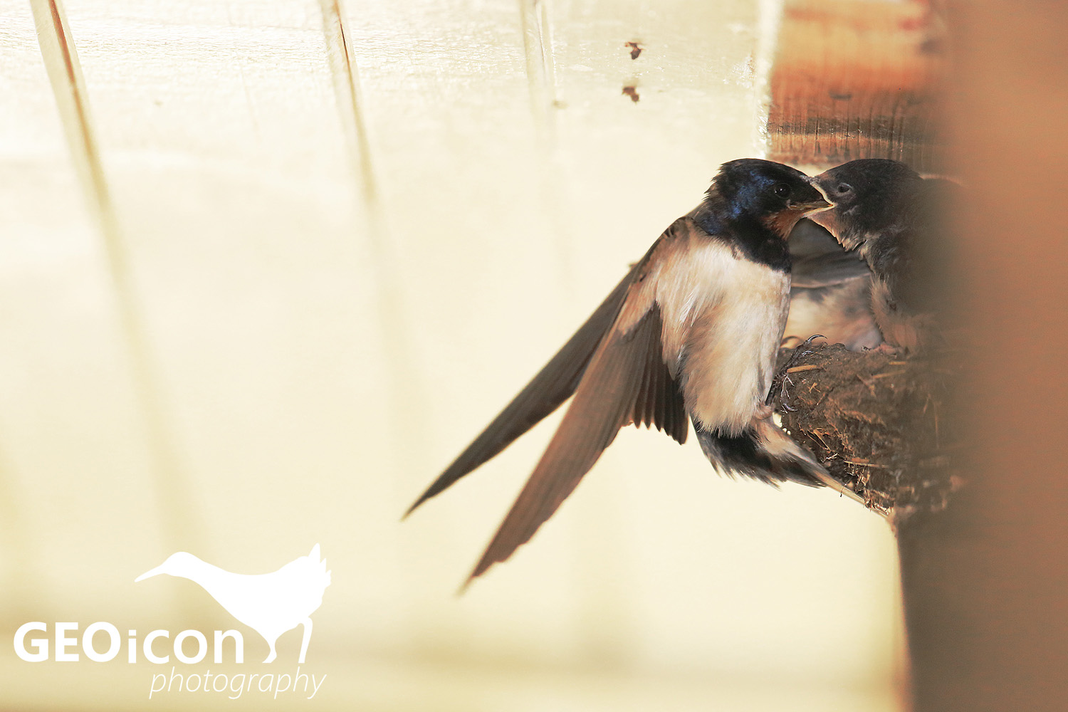 Barn swallow /vlaštovka obecná (Hirundo rustica)