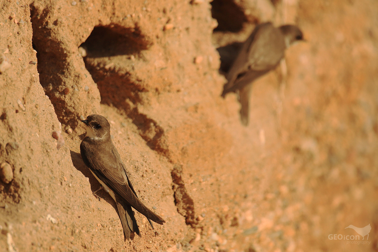 Sand martin / břehule říční (Riparia riparia)