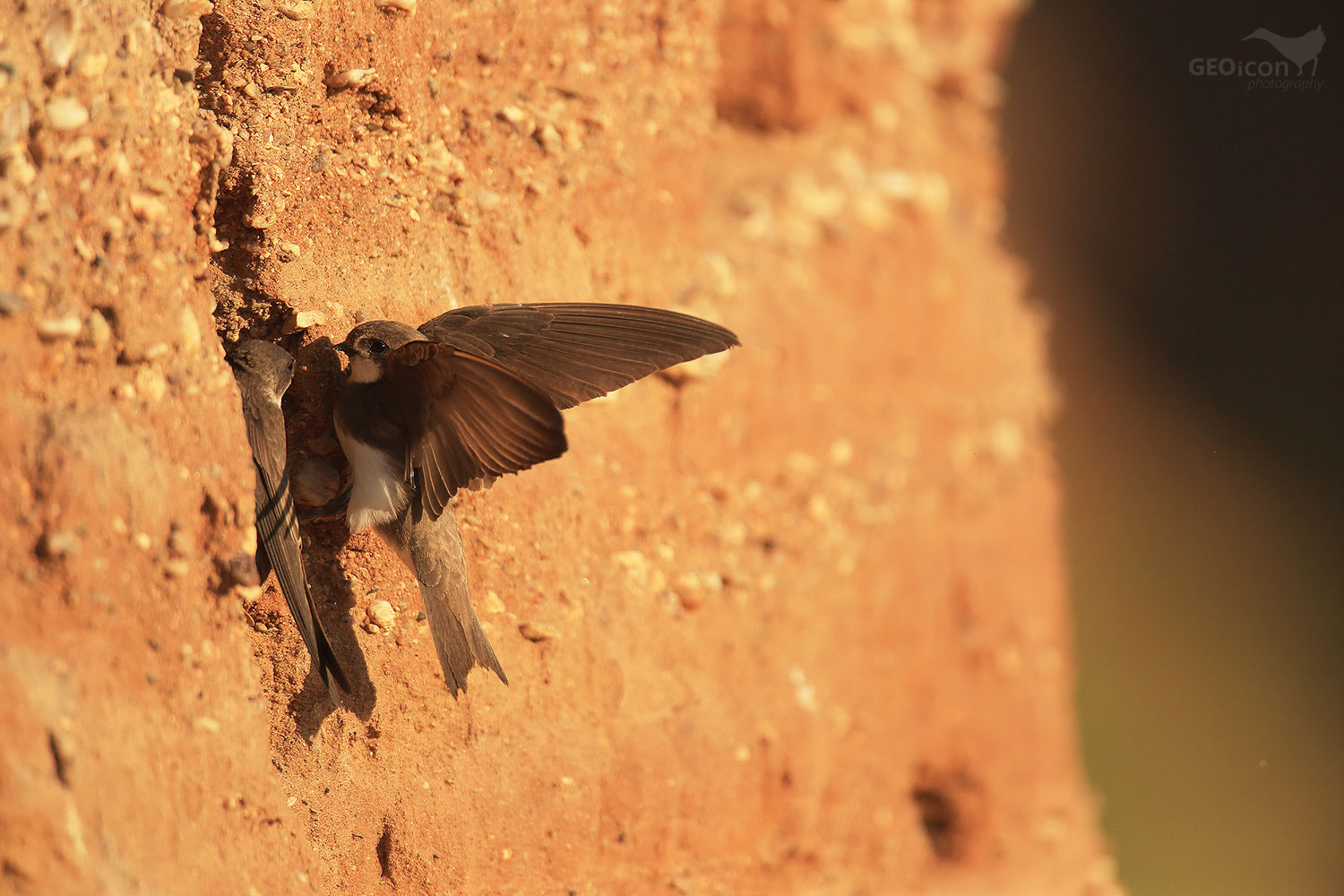 Sand martin / břehule říční (Riparia riparia)