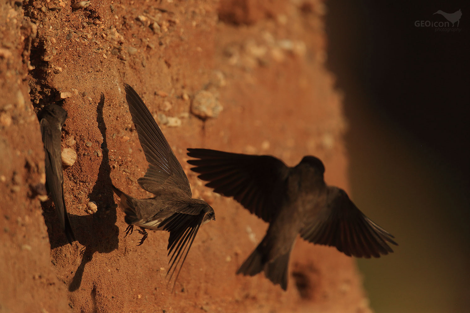 Sand martin / břehule říční (Riparia riparia)