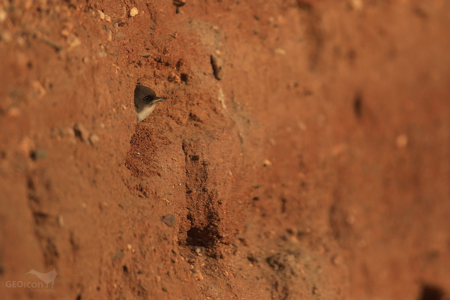 Sand martin / břehule říční (Riparia riparia)