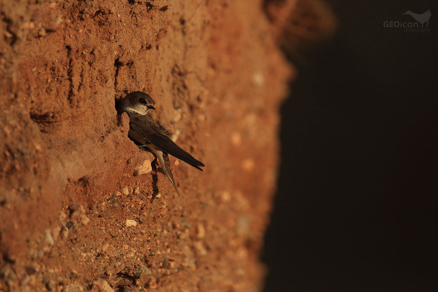 Sand martin / břehule říční (Riparia riparia)