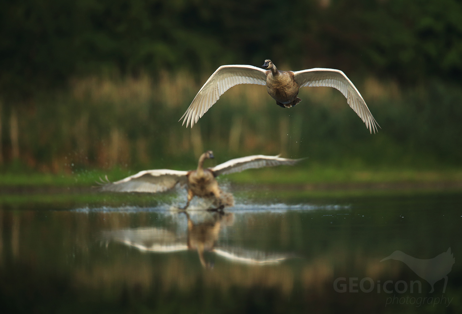 Mute swan / labuť velká (Cygnus olor)