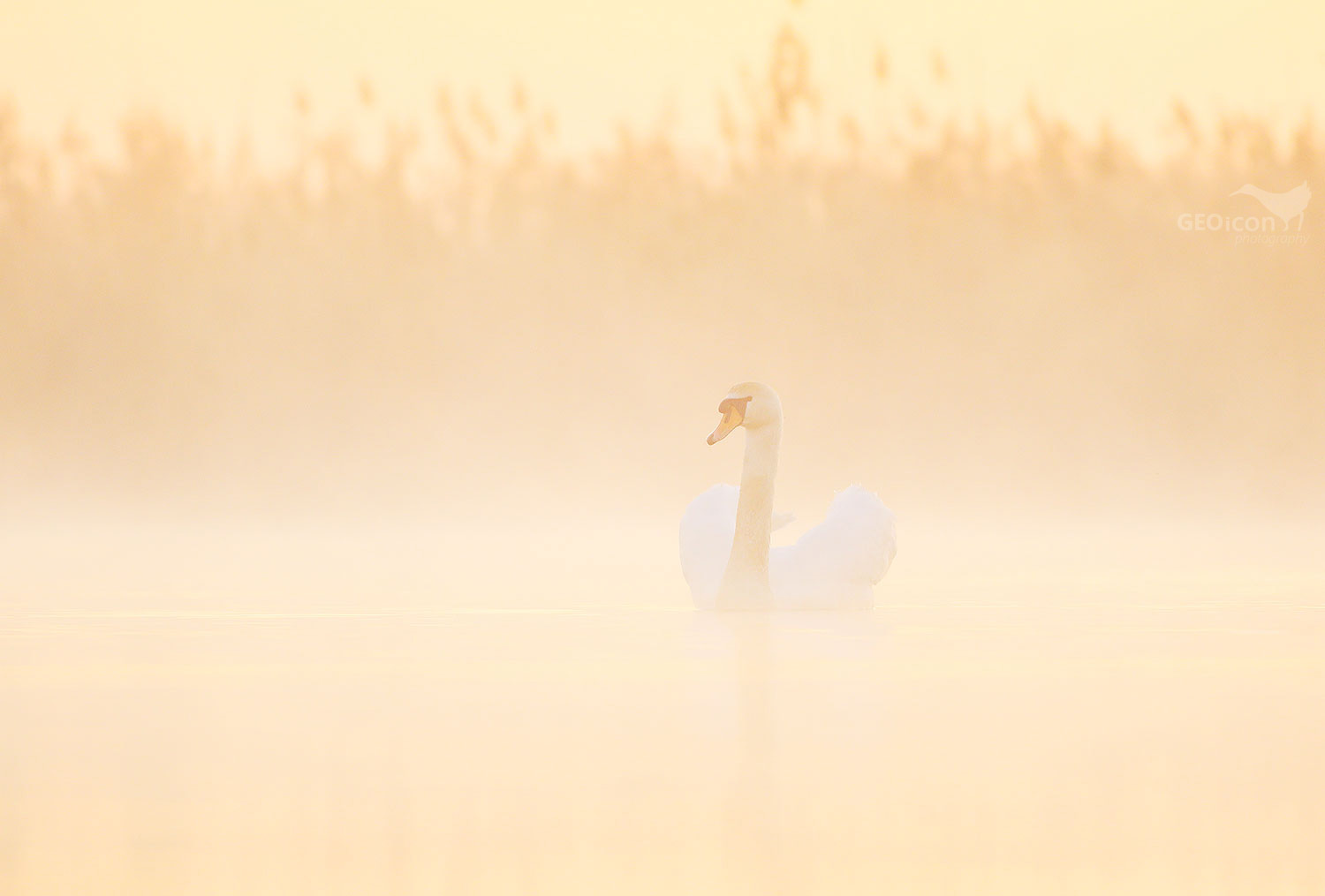 Mute swan / labuť velká (Cygnus olor)