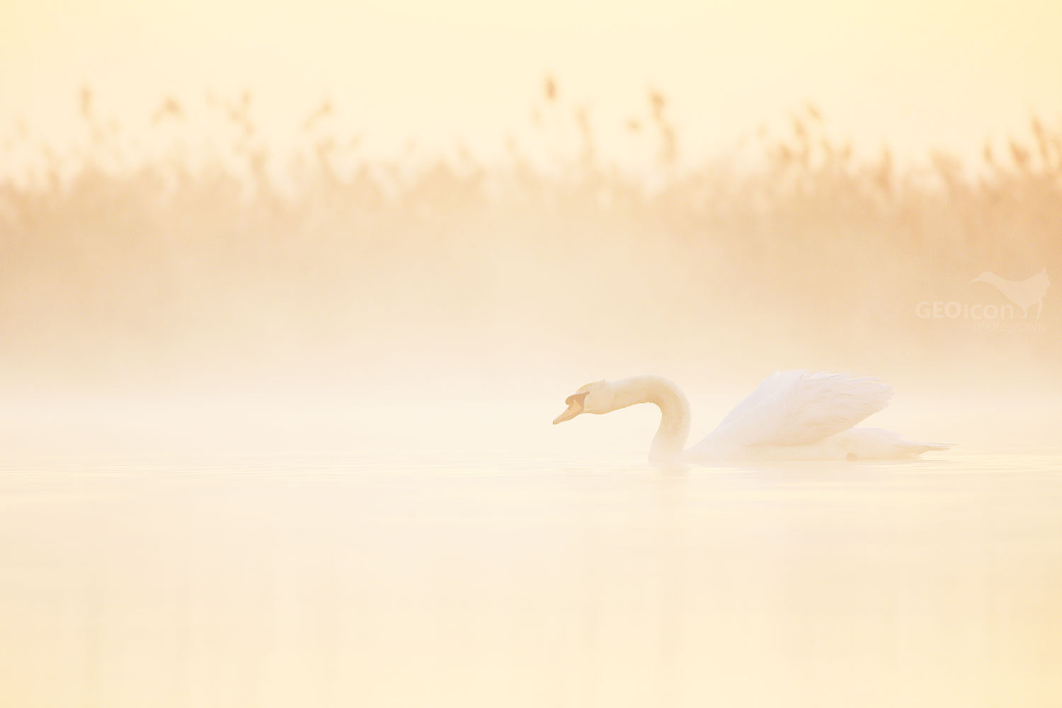 Mute swan / labuť velká (Cygnus olor)