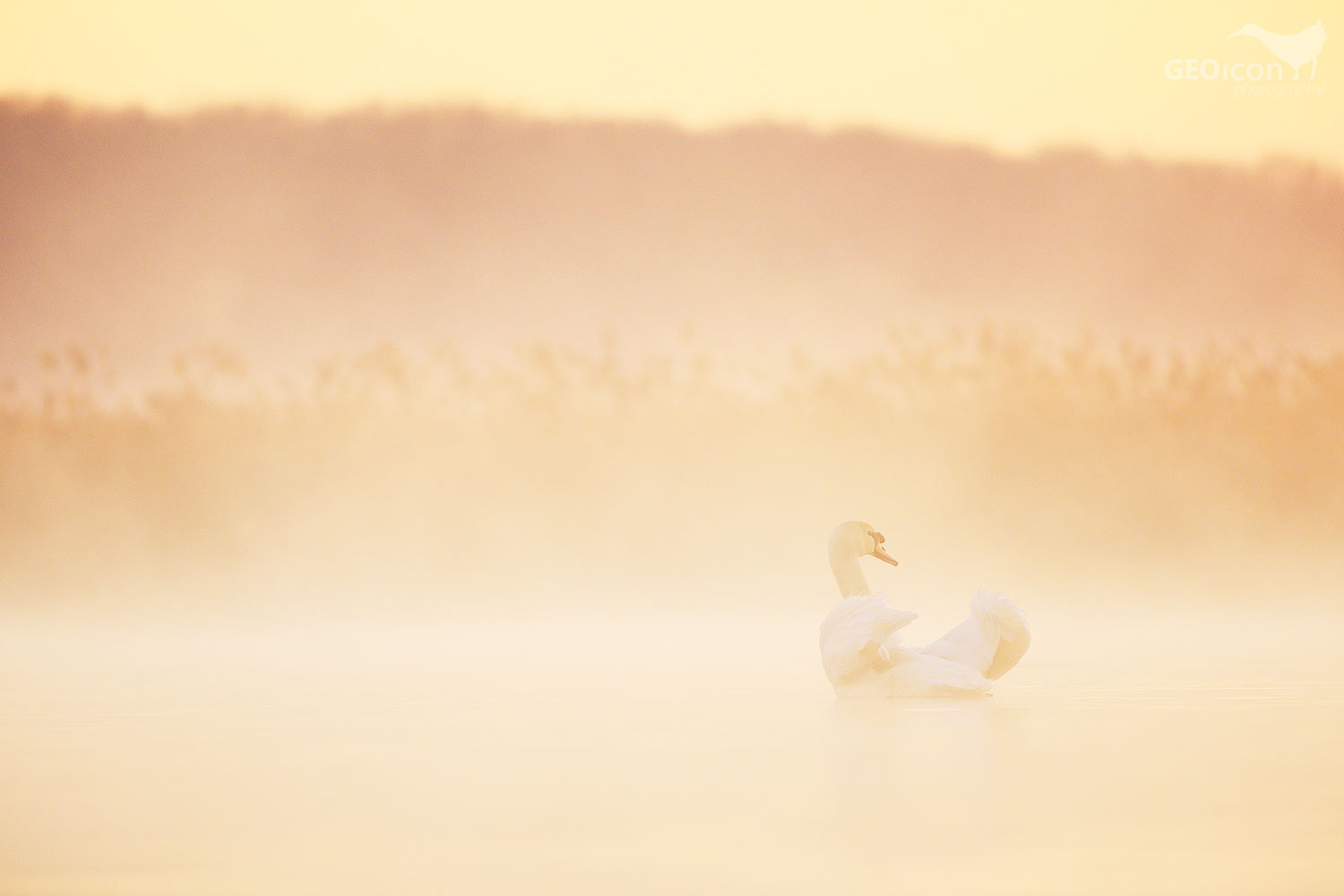 Mute swan / labuť velká (Cygnus olor)