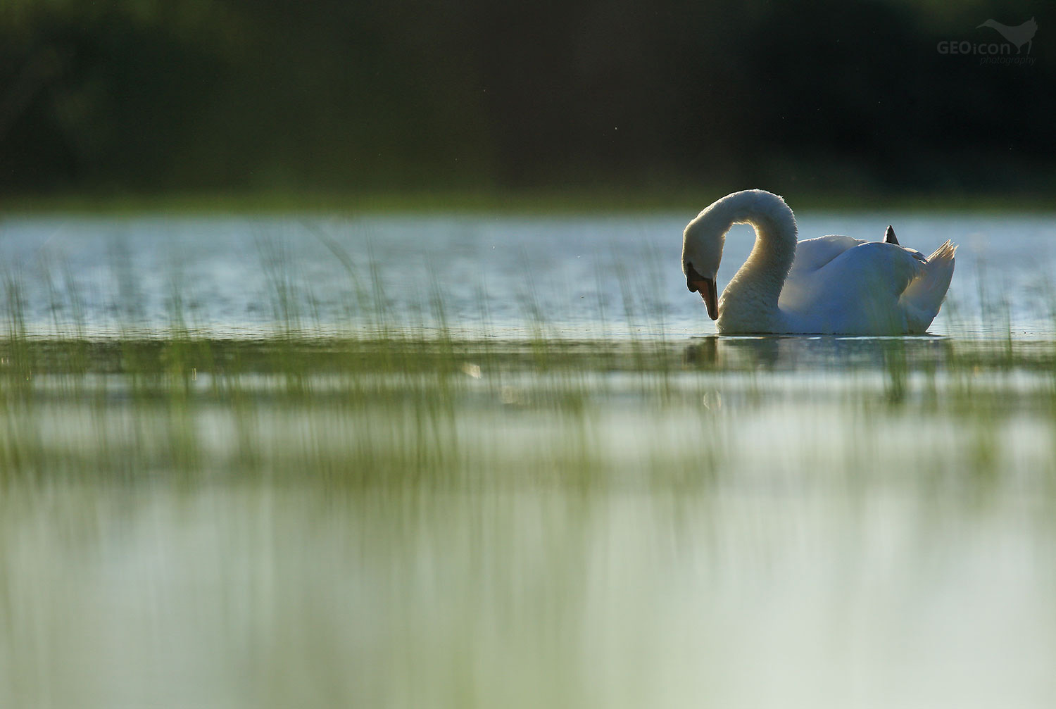 Mute swan / labuť velká (Cygnus olor)