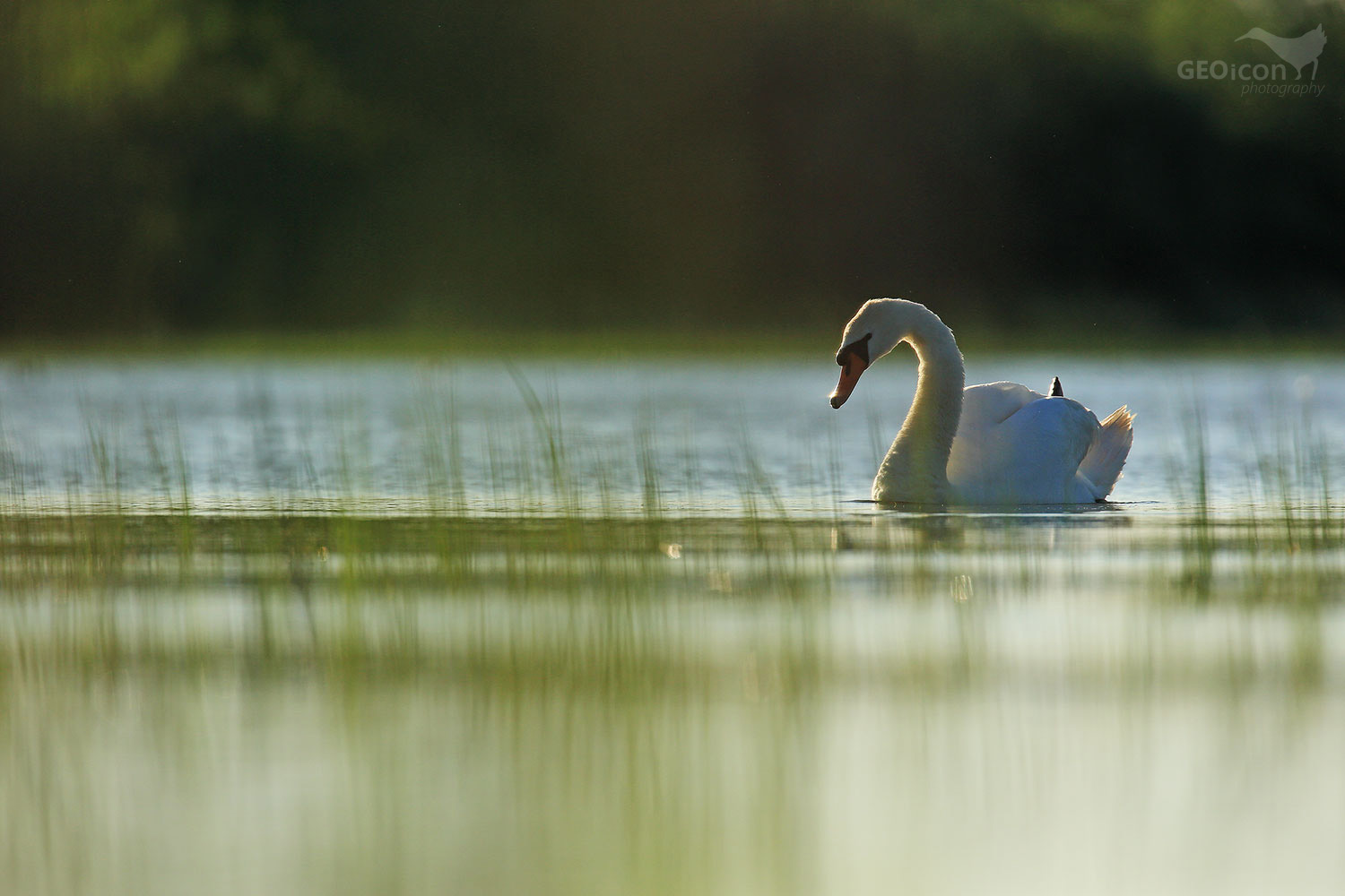 Mute swan / labuť velká (Cygnus olor)