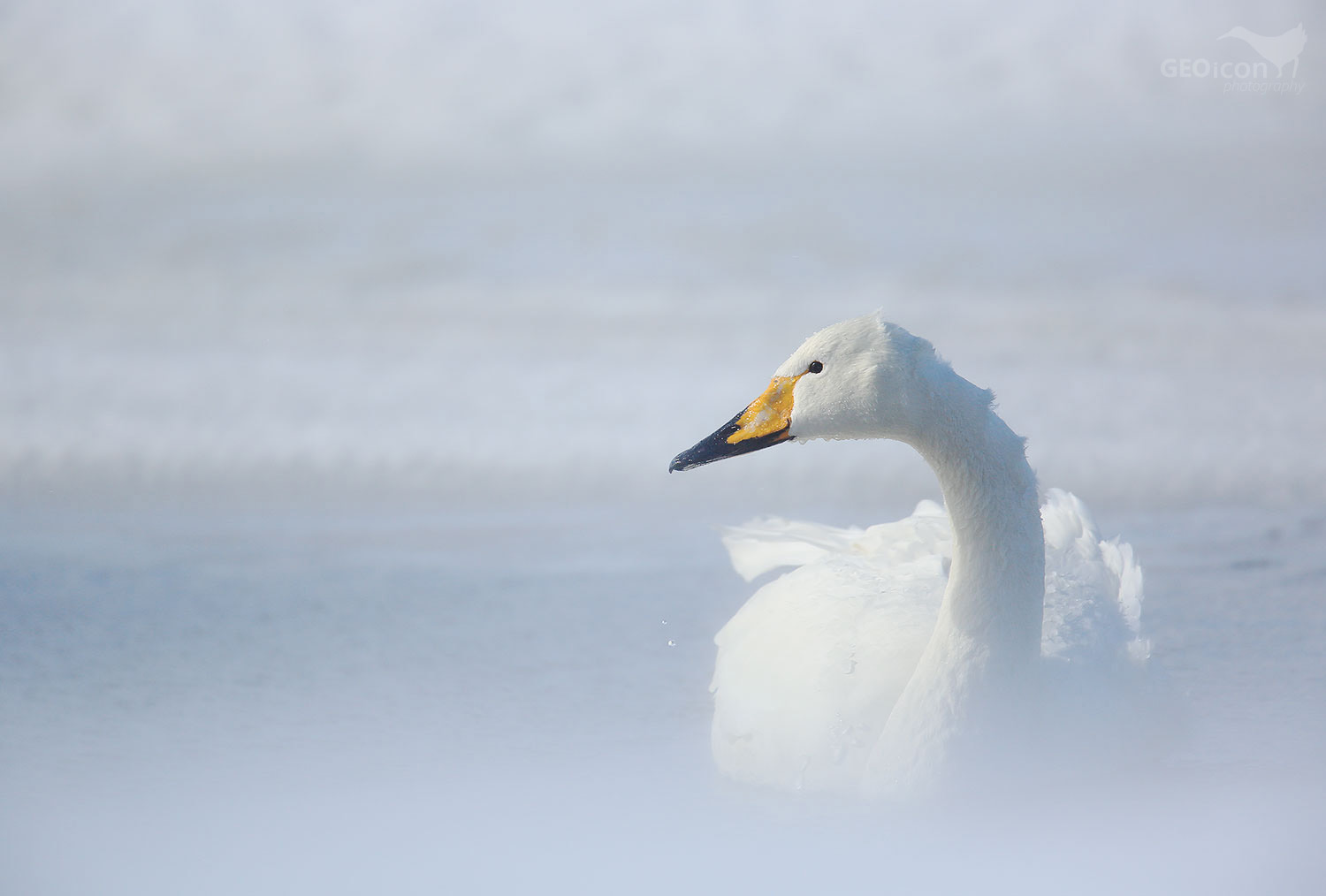 Whooper swan / labuť zpěvná (Cygnus cygnus)