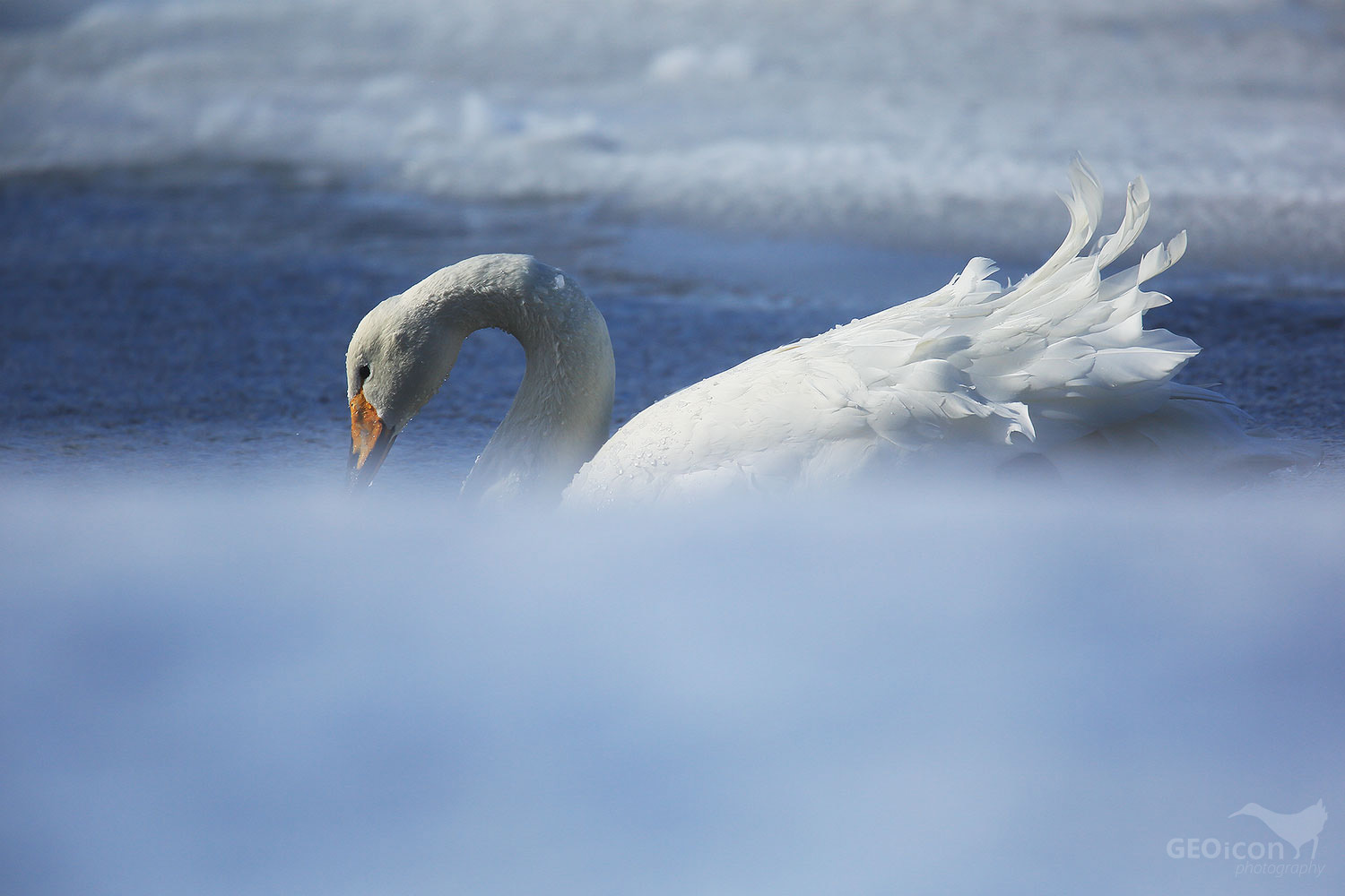 Whooper swan / labuť zpěvná (Cygnus cygnus)