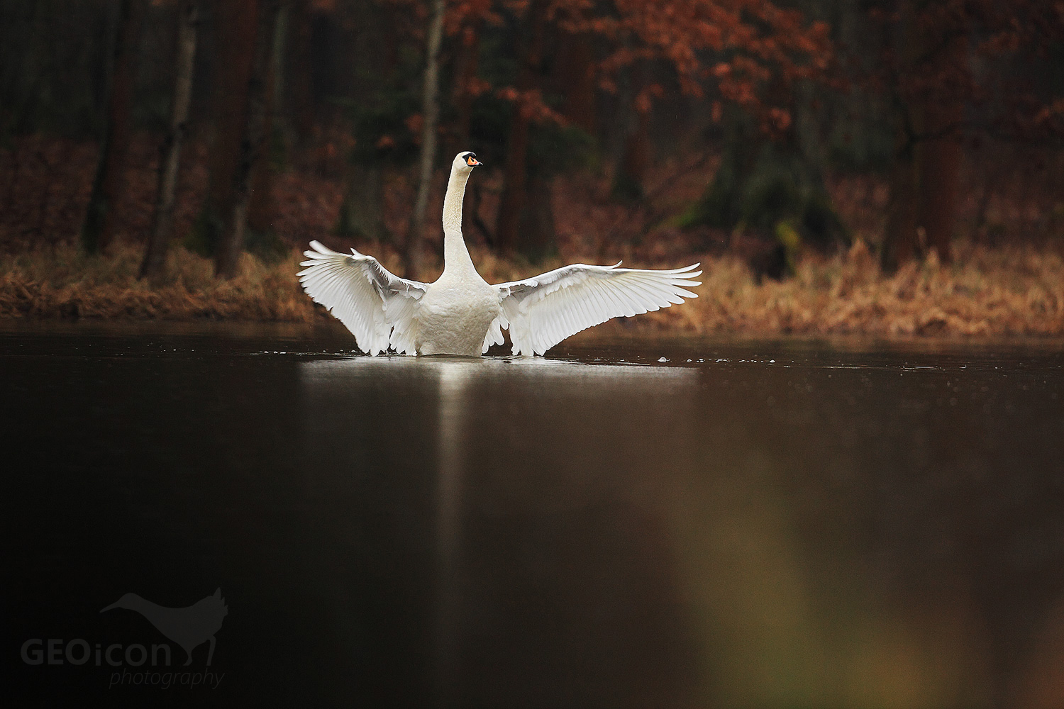 Mute swan / labuť velká (Cygnus olor)