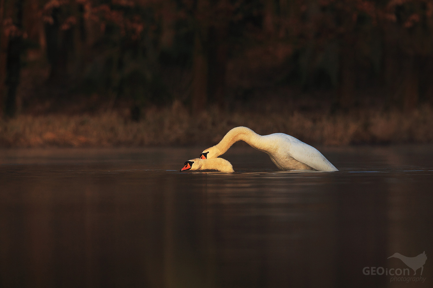 Mute swan / labuť velká (Cygnus olor)