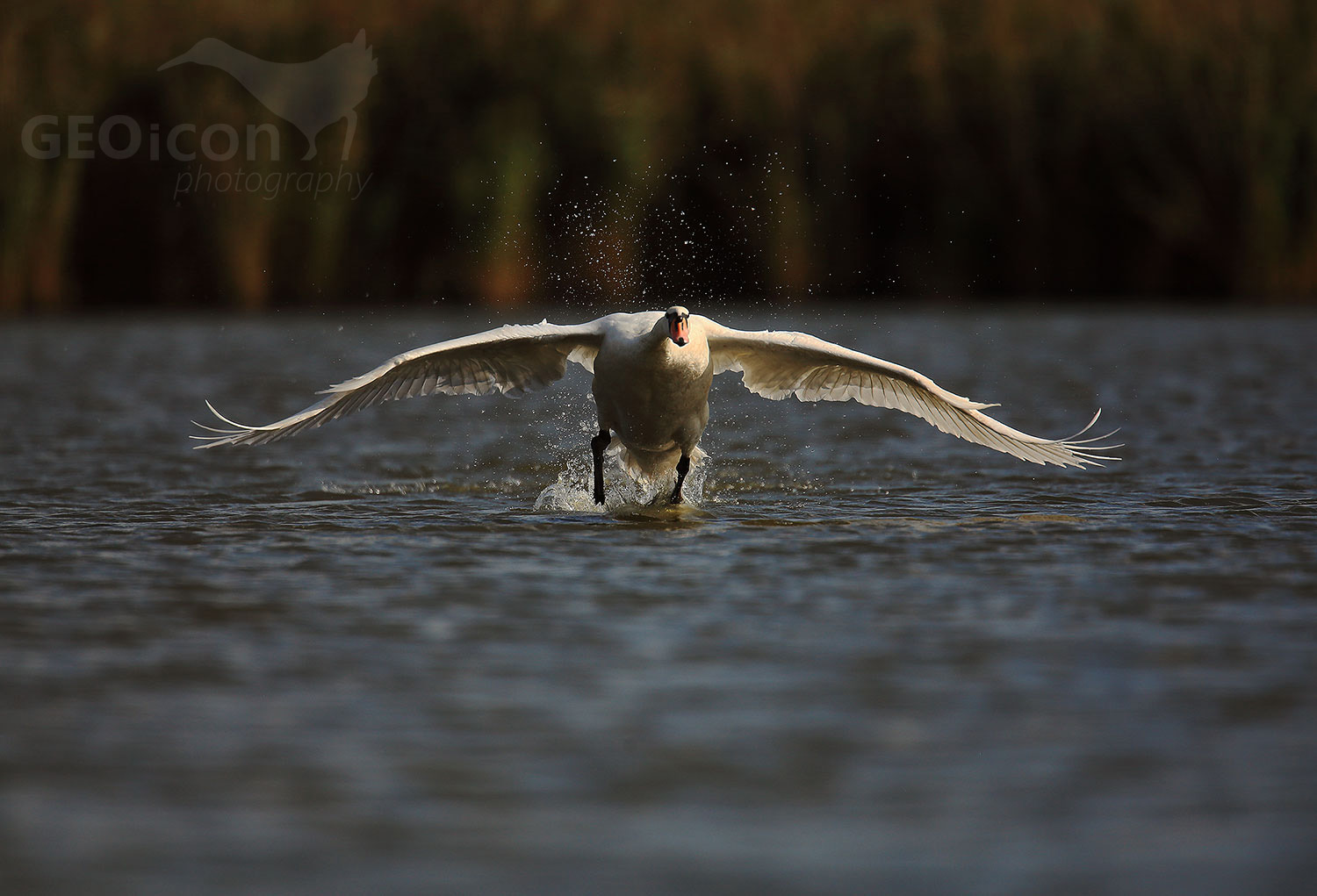 Mute swan / labuť velká (Cygnus olor)