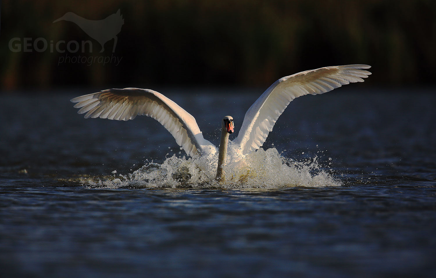 Mute swan / labuť velká (Cygnus olor)