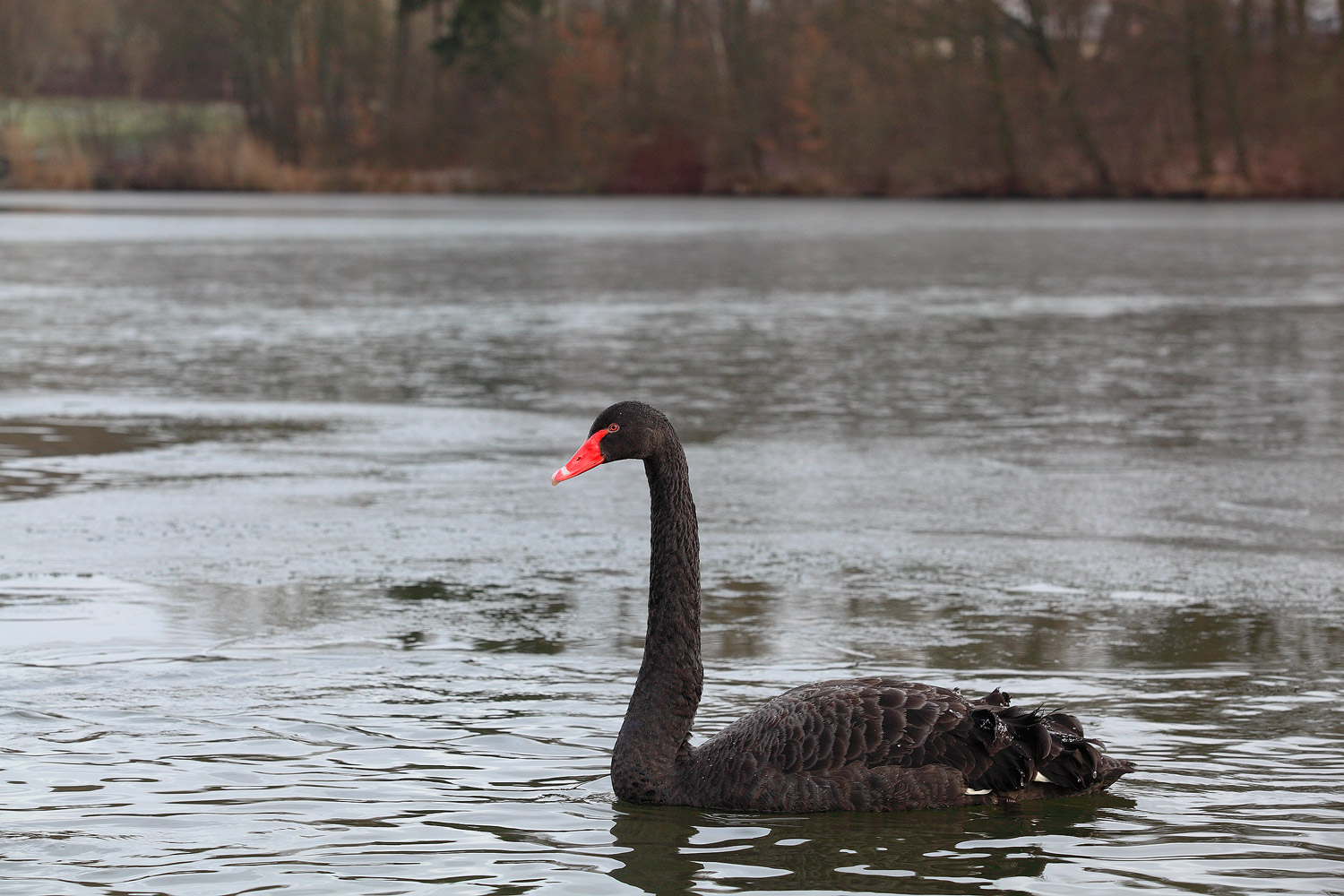 Black swan / labuť černá (Cygnus atratus)