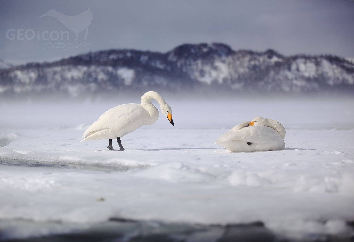 Whooper swan / labuť zpěvná (Cygnus cygnus)