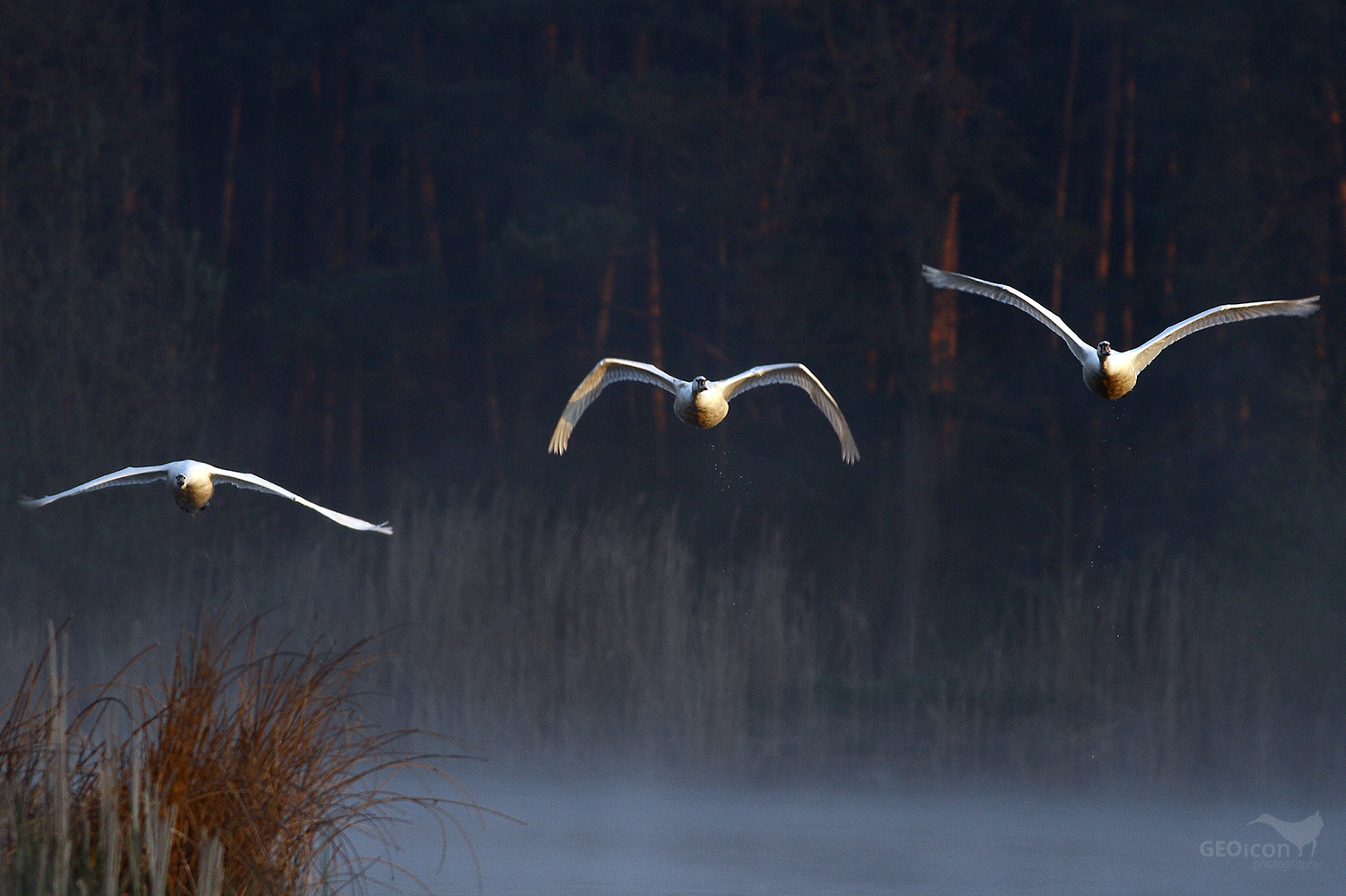 Mute swan / labuť velká (Cygnus olor)
