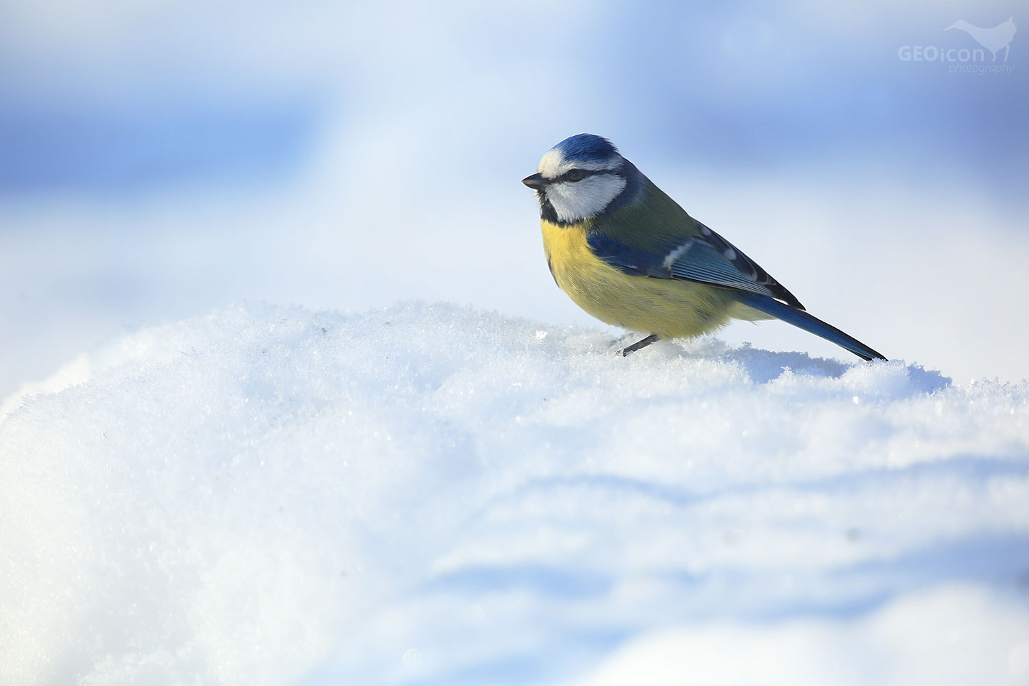 Blue tit / sýkora modřinka (Parus caeruleus)