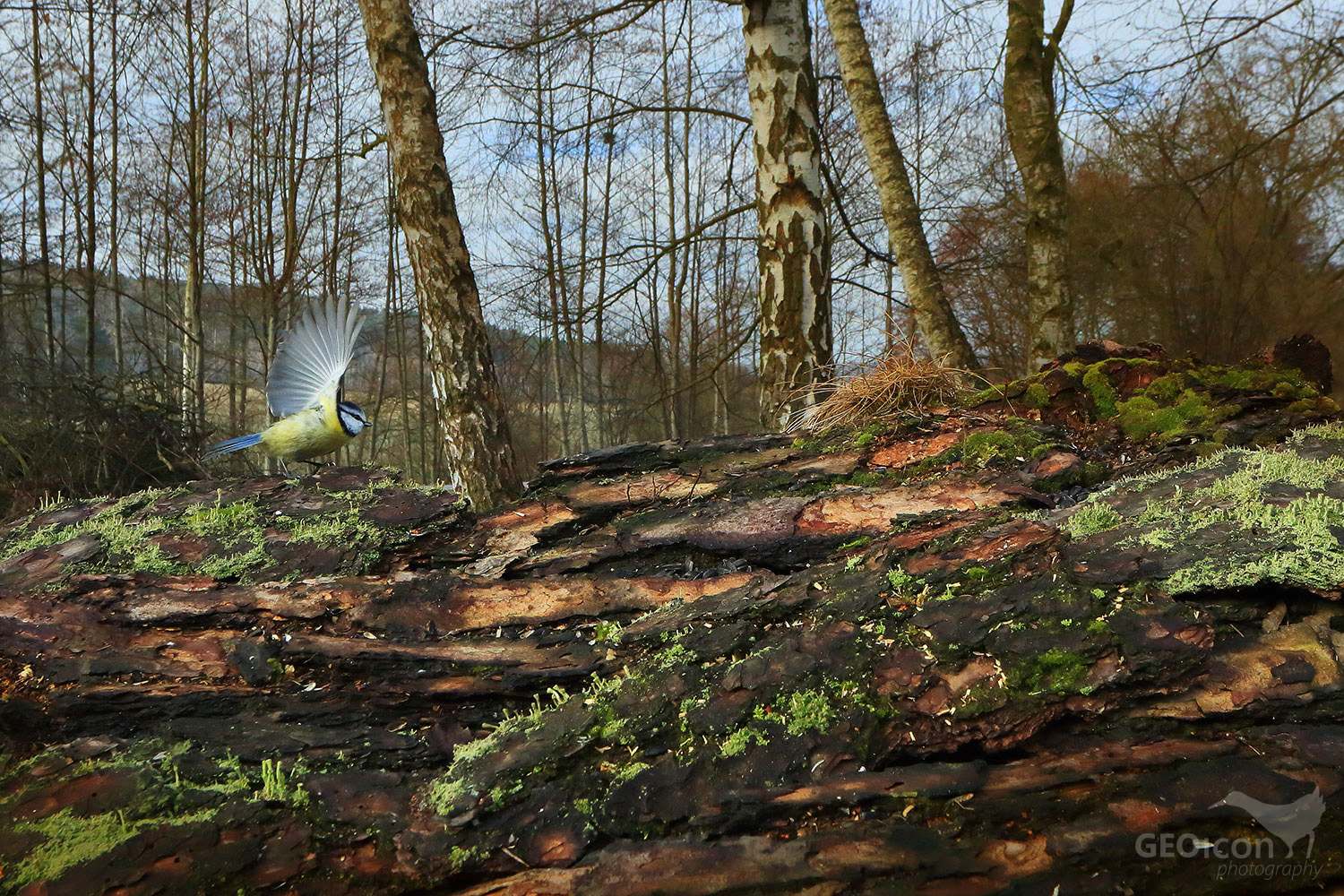 Blue tit / sýkora modřinka (Parus caeruleus)