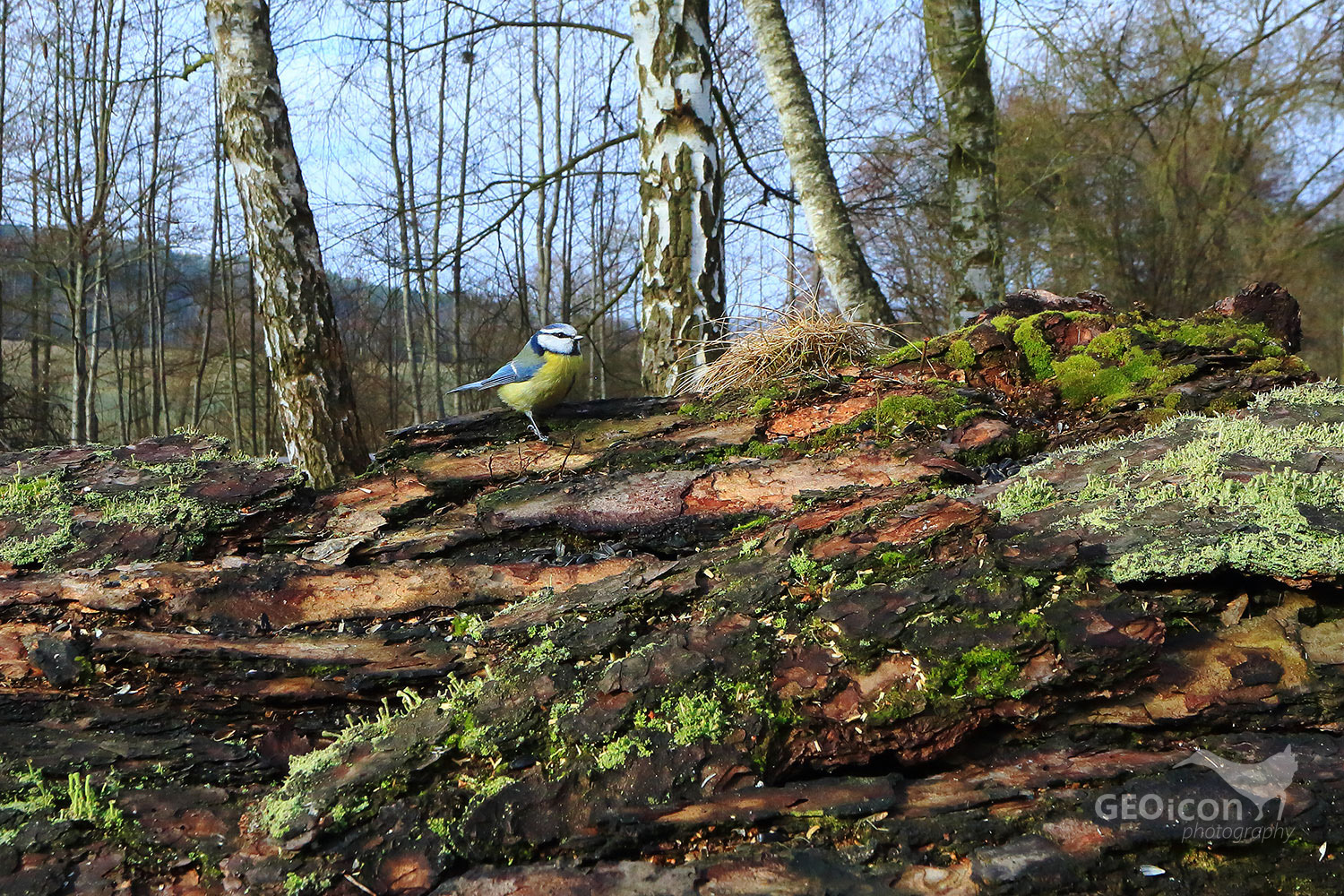 Blue tit / sýkora modřinka (Parus caeruleus)