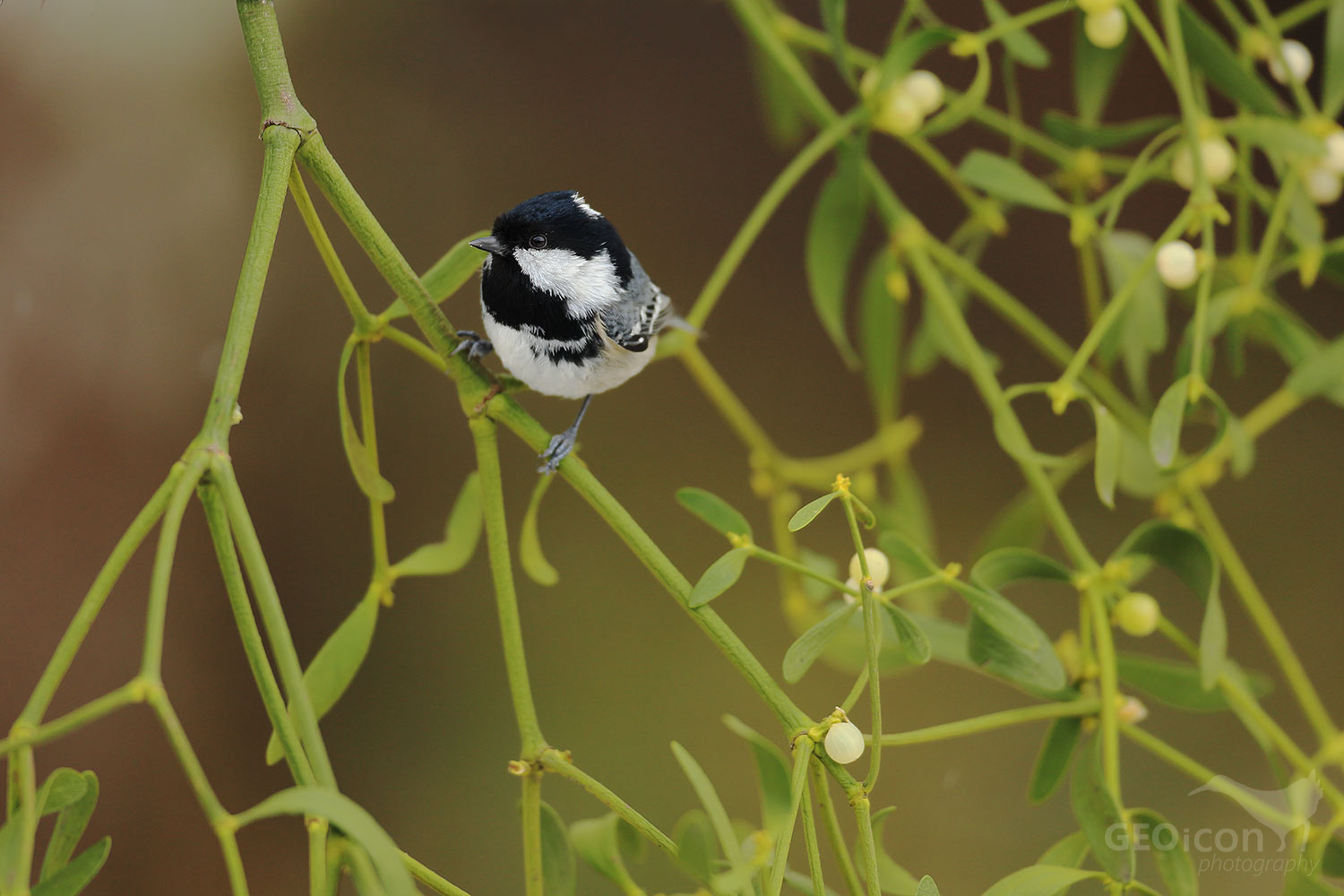 Coal tit / sýkora uhelníček (Parus ater)