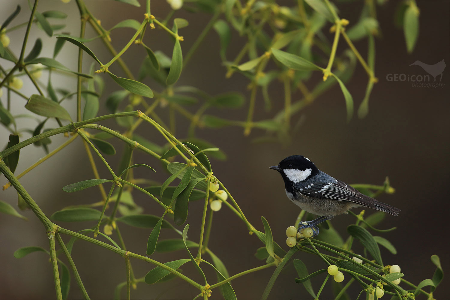 Coal tit / sýkora uhelníček (Parus ater)