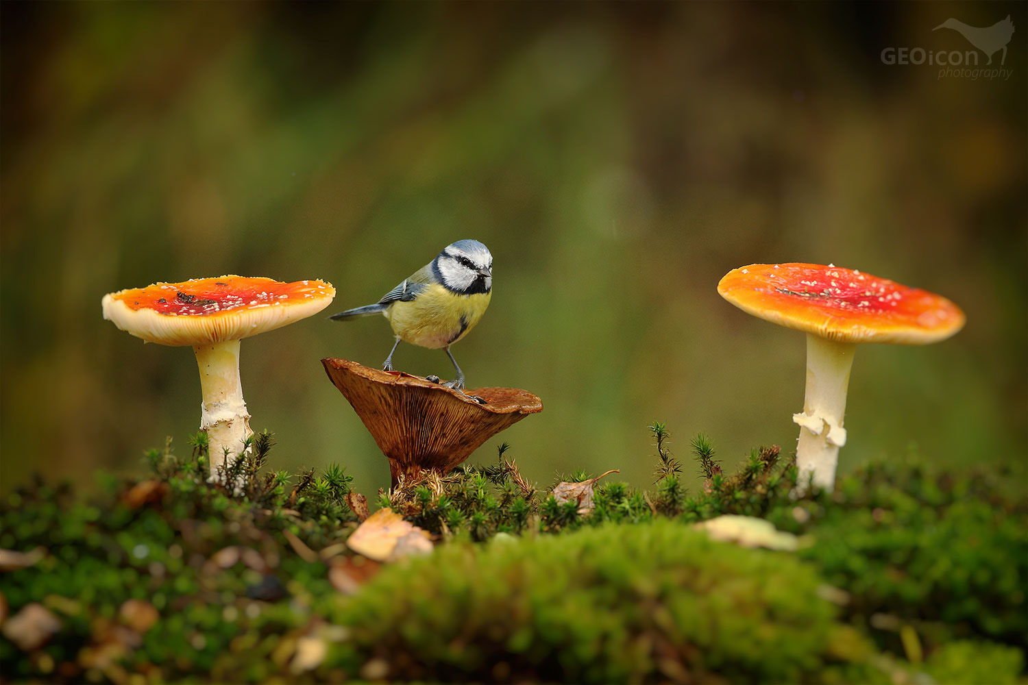 Blue tit / sýkora modřinka (Parus caeruleus)