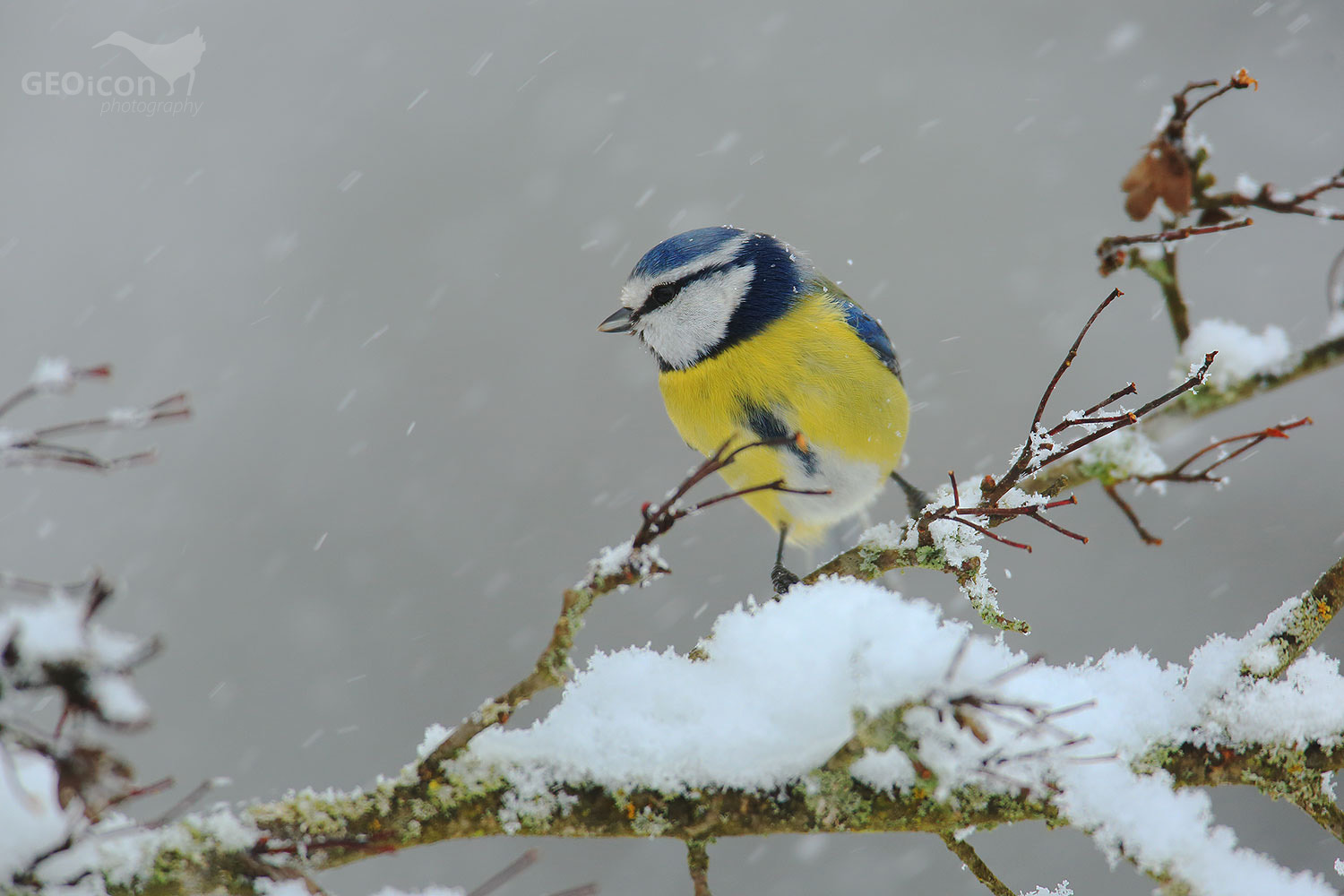 Blue tit / sýkora modřinka (Parus caeruleus)