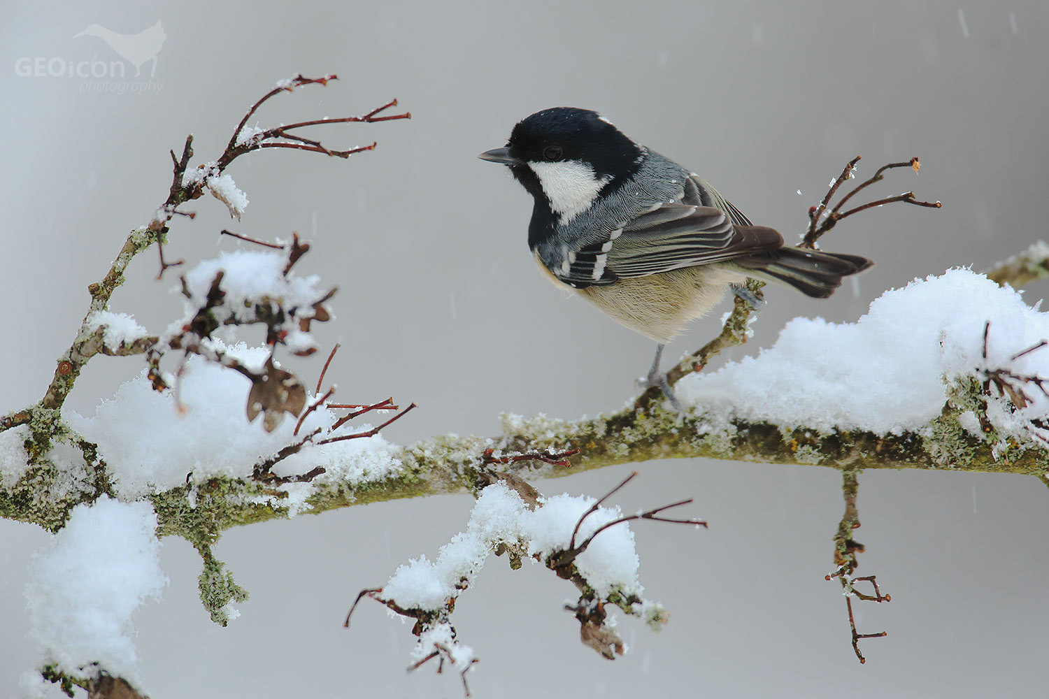 Coal tit / sýkora uhelníček (Parus ater)