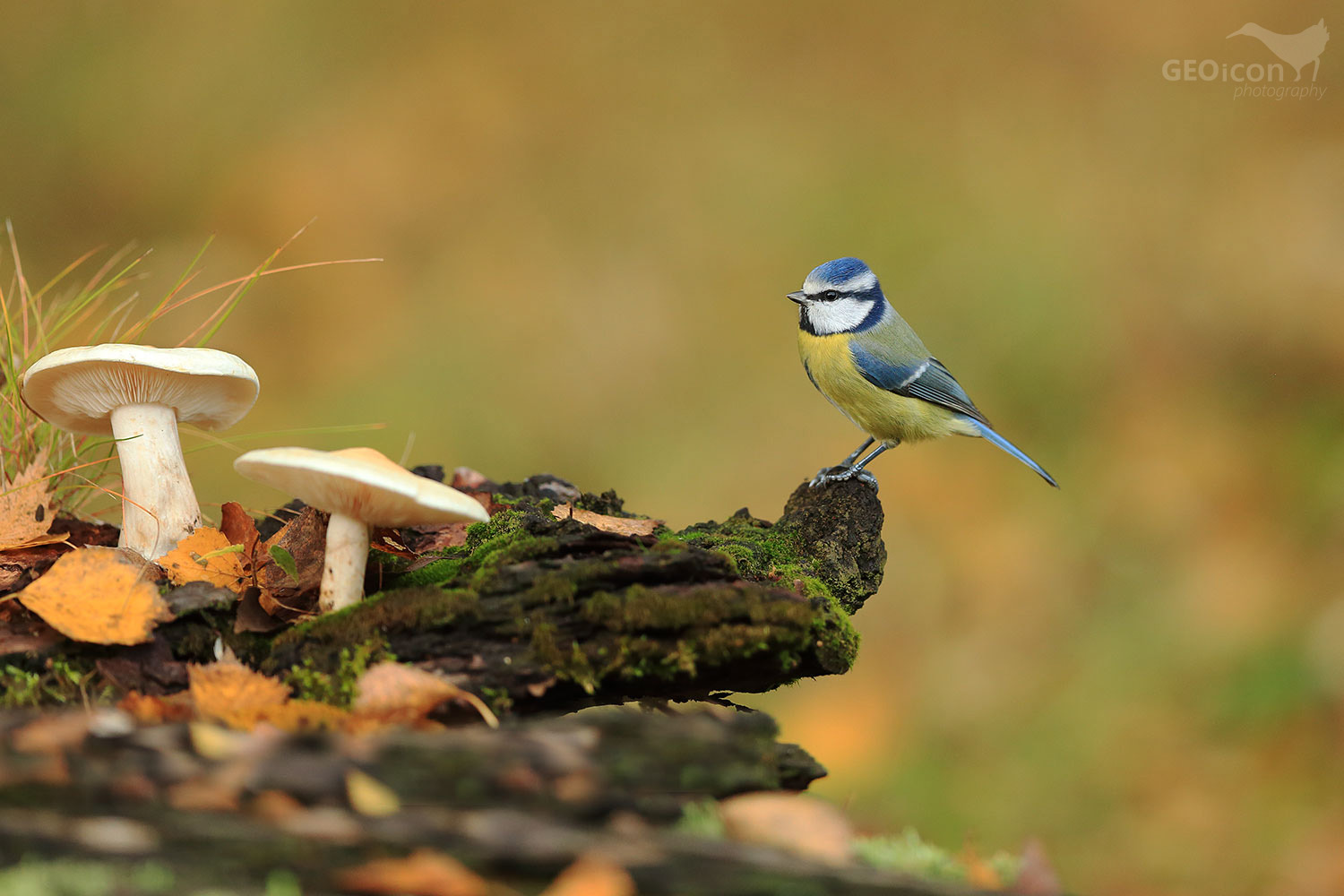 Blue tit / sýkora modřinka (Parus caeruleus)