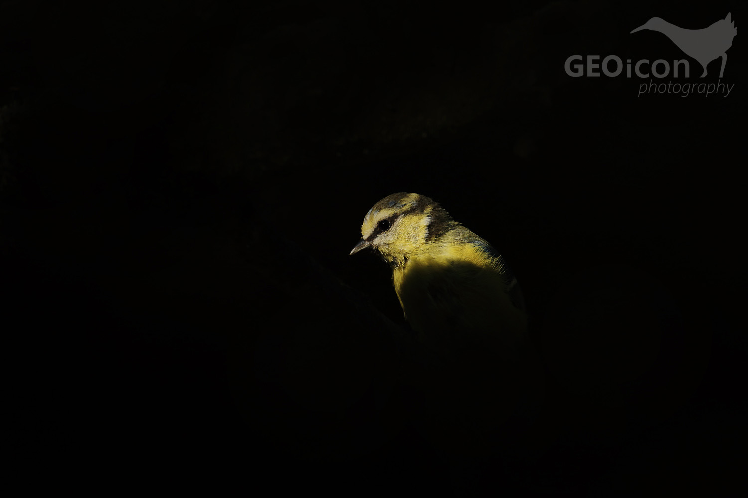 Blue tit / sýkora modřinka (Parus caeruleus)