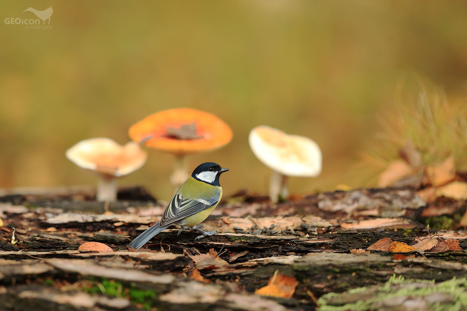 Great tit / sýkora koňadra (Parus major)