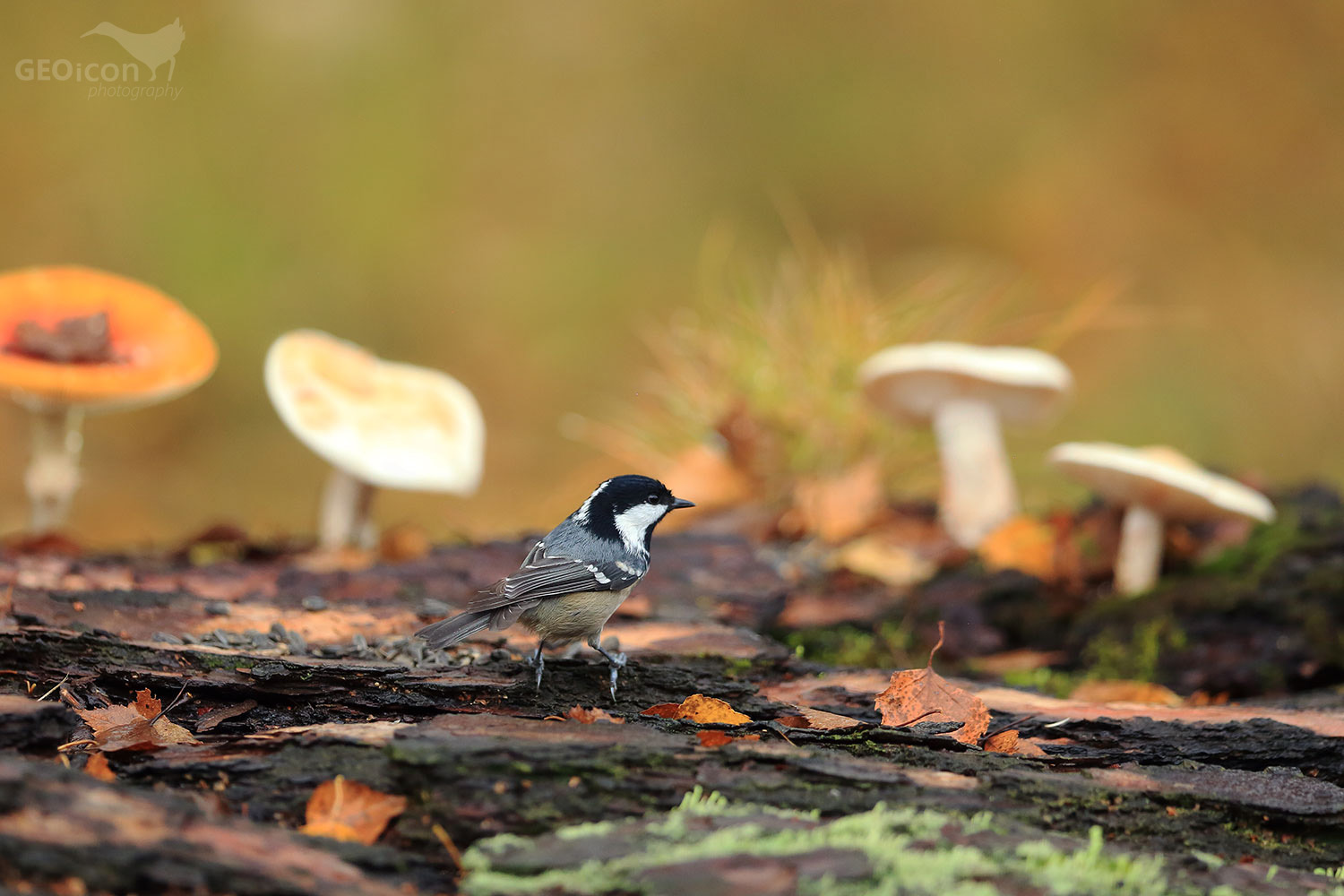 Coal tit / sýkora uhelníček (Parus ater)