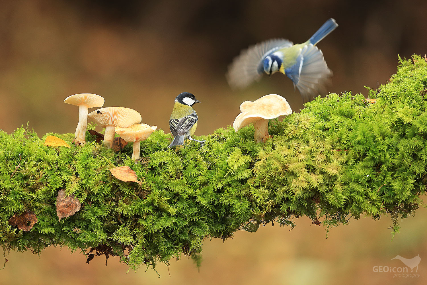 Great tit / sýkora koňadra (Parus major), Blue tit / sýkora modřinka (Parus caeruleus)