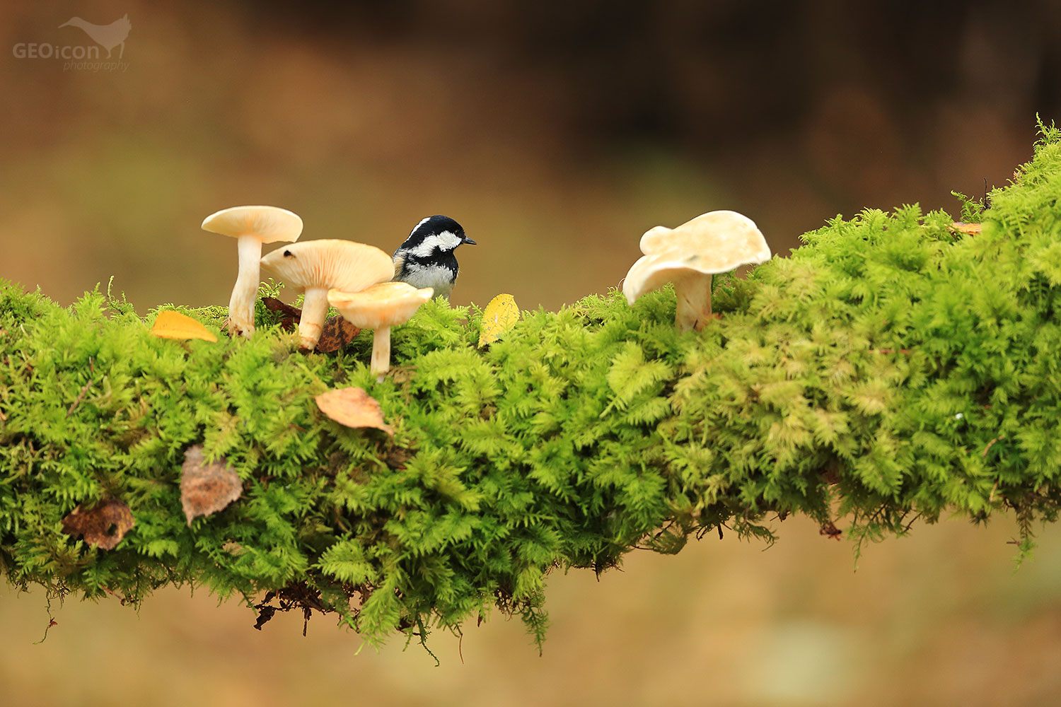 Coal tit / sýkora uhelníček (Parus ater)