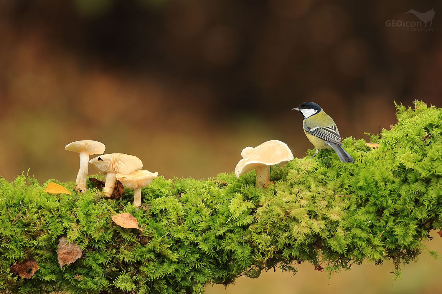 Great tit / sýkora koňadra (Parus major)