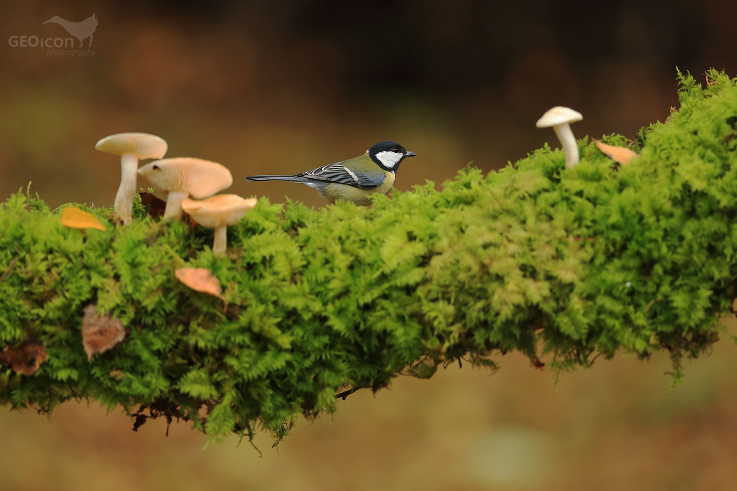 Great tit / sýkora koňadra (Parus major)