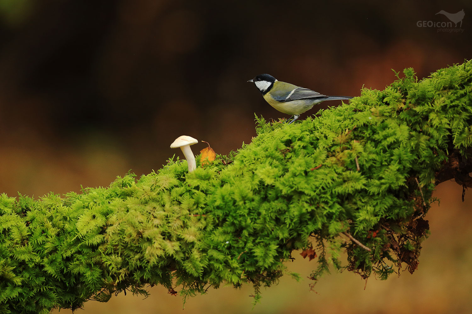 Great tit / sýkora koňadra (Parus major)