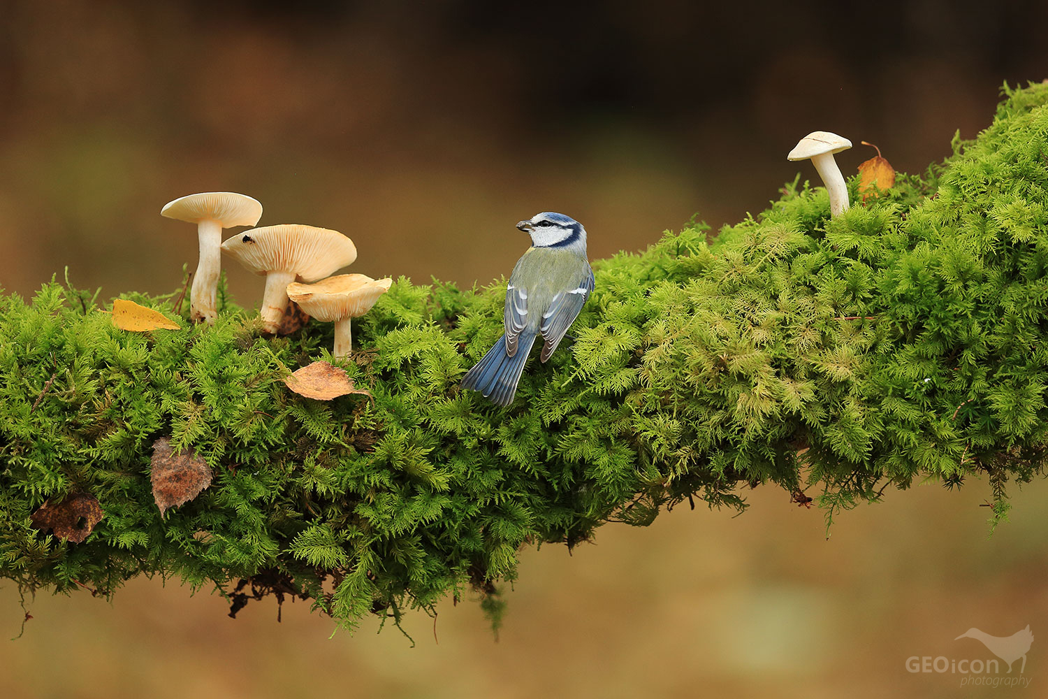 Blue tit / sýkora modřinka (Parus caeruleus)