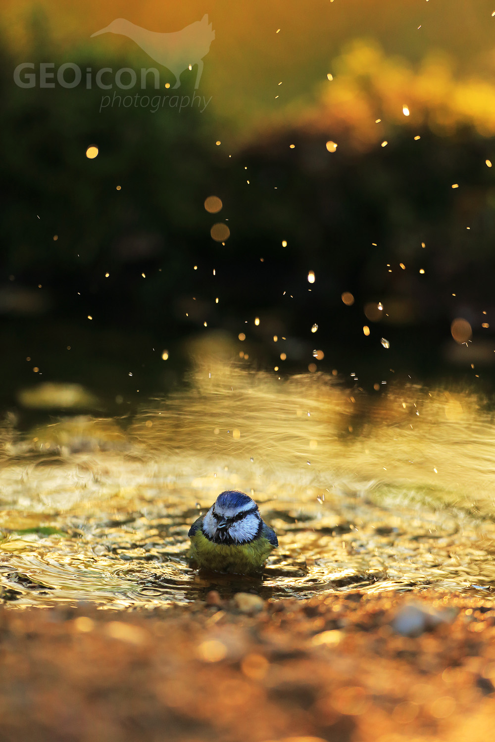 Blue tit / sýkora modřinka (Parus caeruleus)
