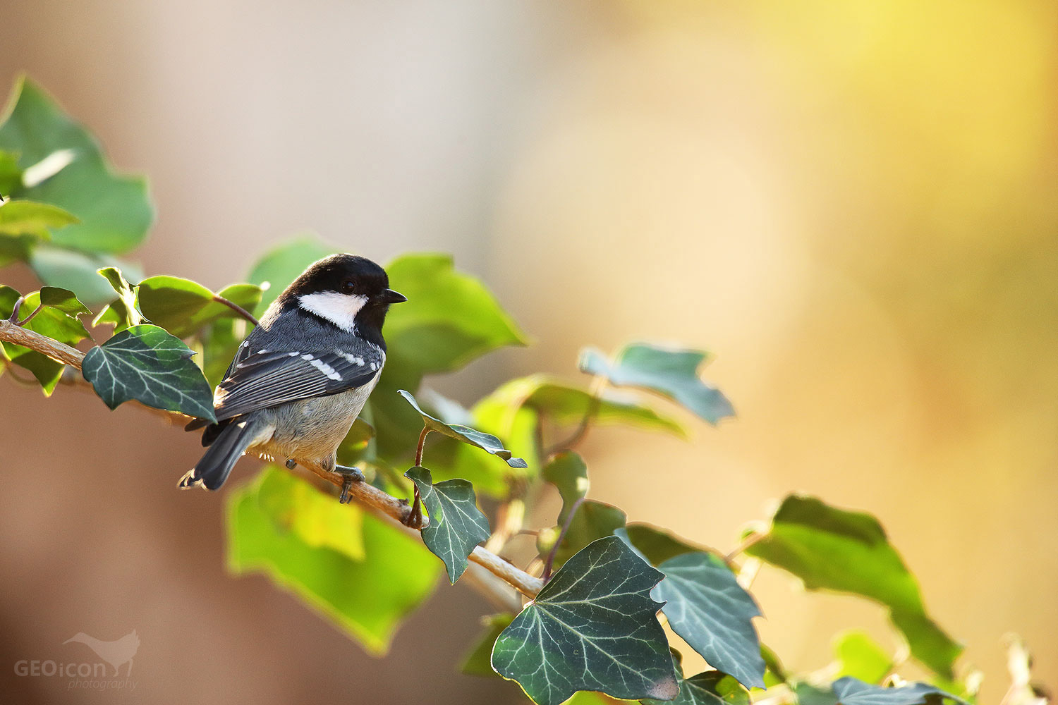 Coal tit / sýkora uhelníček (Parus ater)
