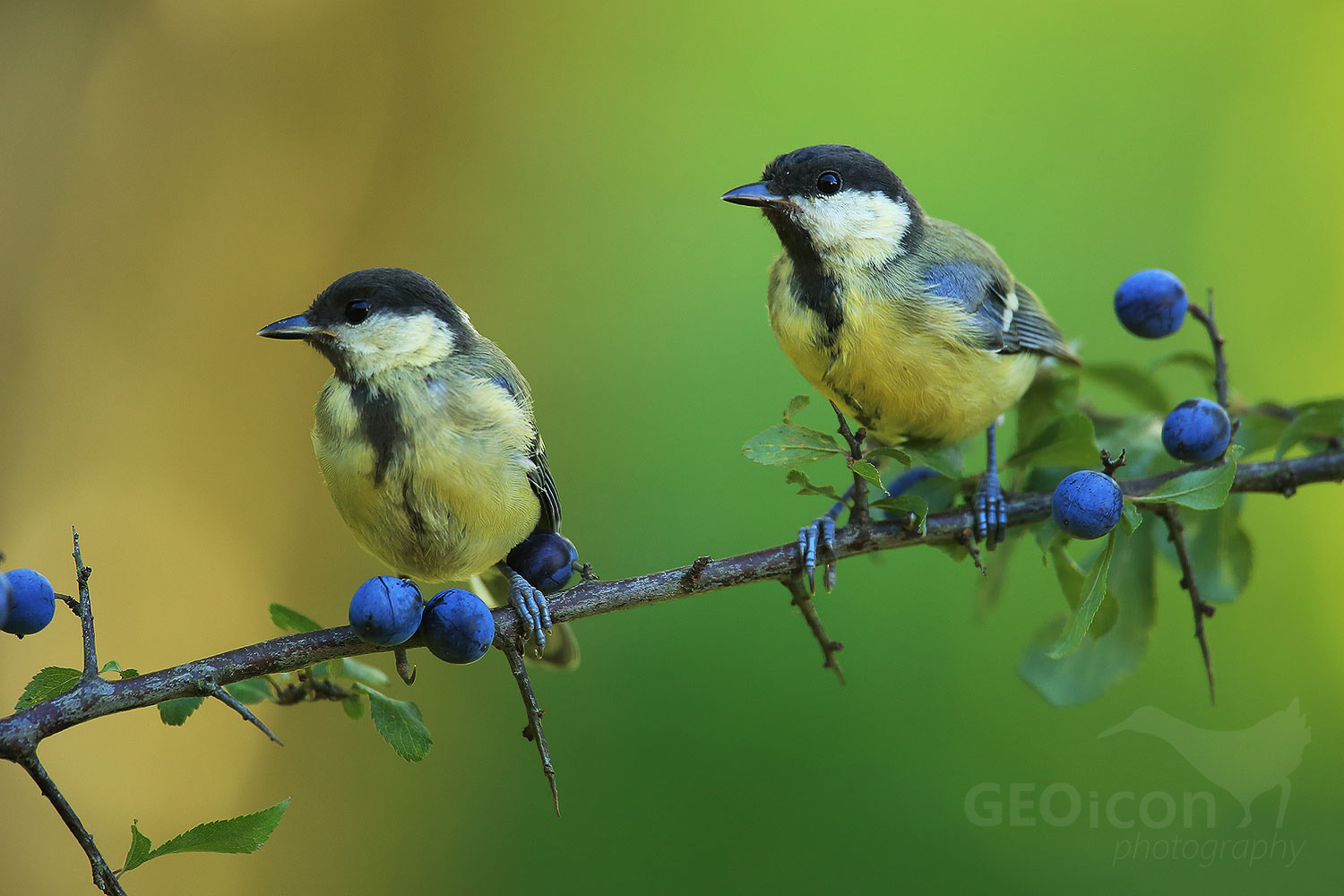 Great tit / sýkora koňadra (Parus major)
