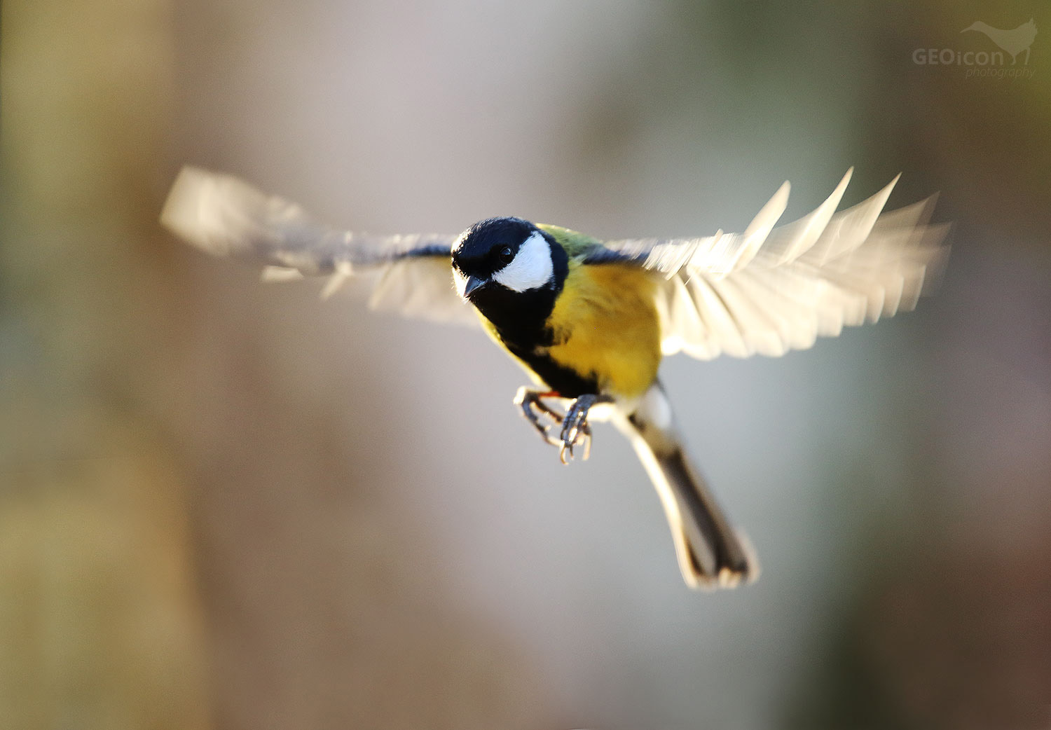 Great tit / sýkora koňadra (Parus major)