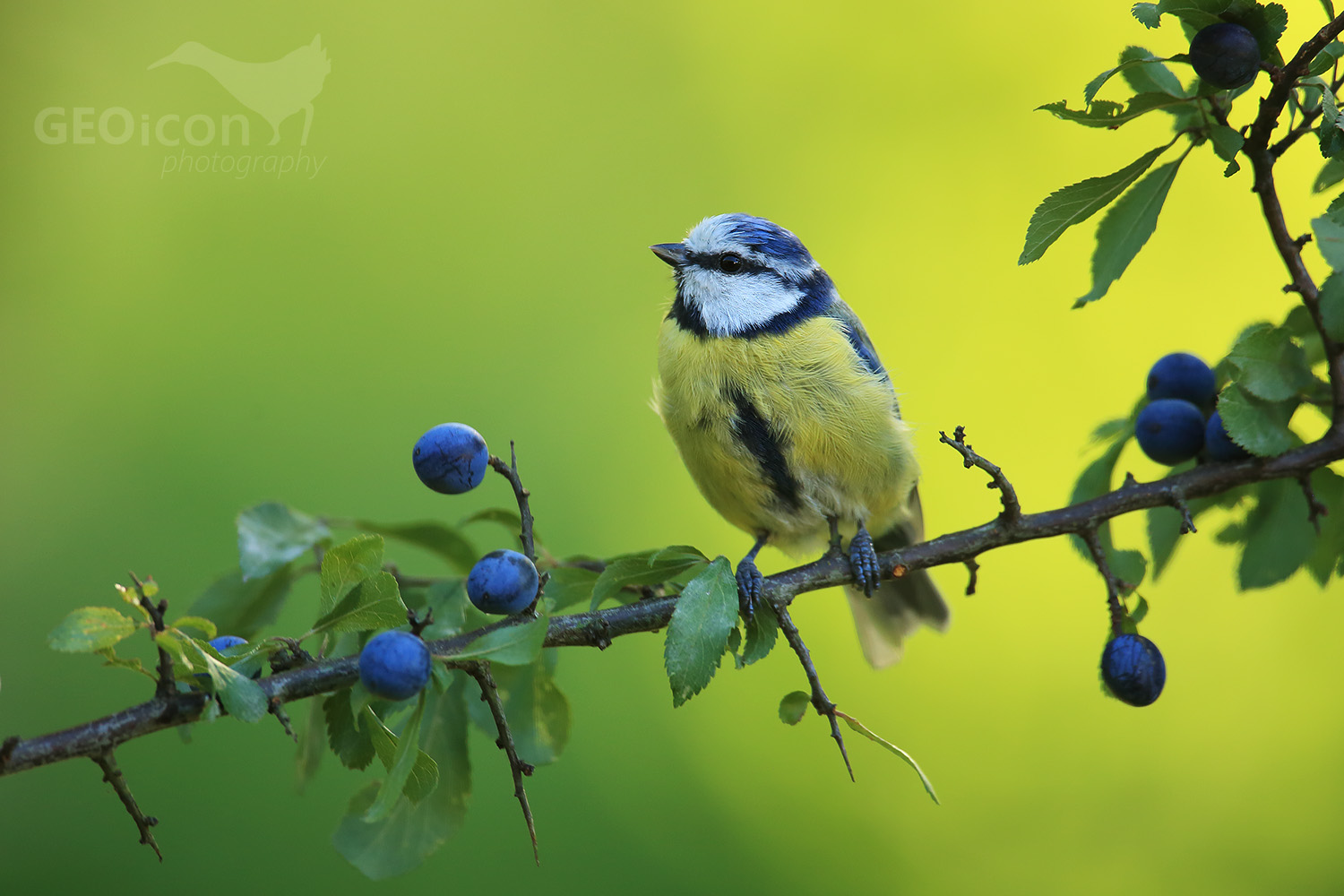 Blue tit / sýkora modřinka (Parus caeruleus)