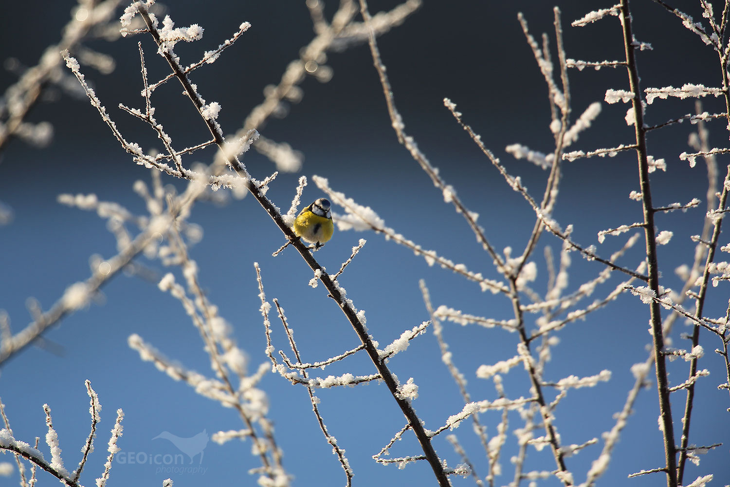 Blue tit / sýkora modřinka (Parus caeruleus)
